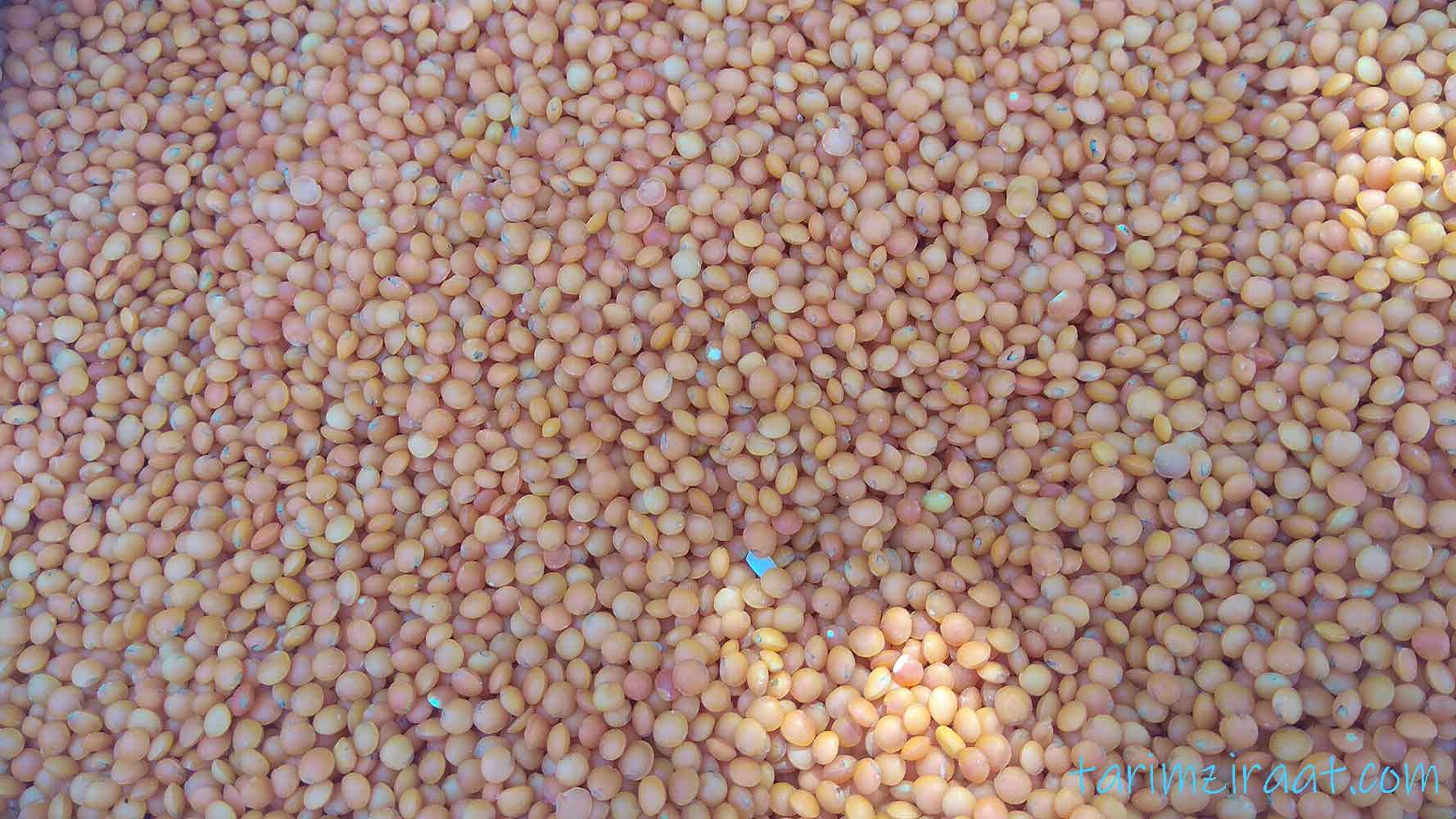 Diyarbakır Kırmızı Mercimek